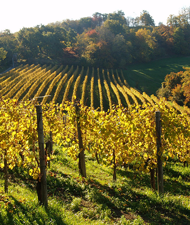 sud ouest terroir