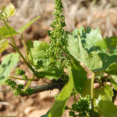 Le vignoble du Beaujolais