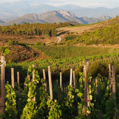 Le vignoble du Roussillon