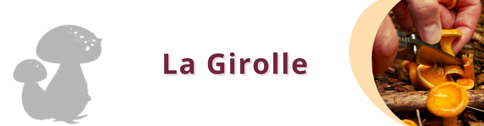 la girolle