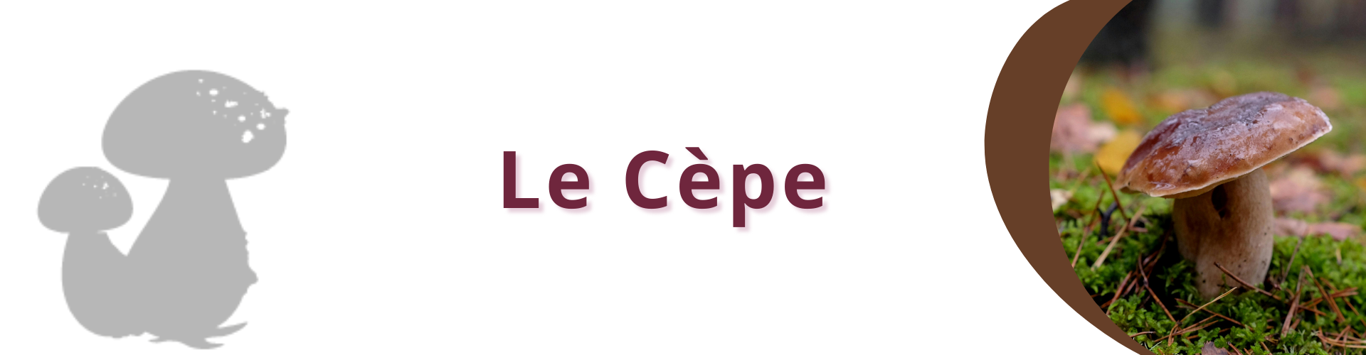 le cèpe