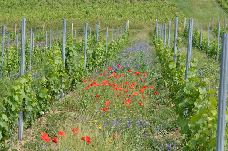 Vignes travaillées en bio, biodynamie