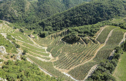 Le coteaux les Royes terroir d'exception AOC St Joseph domaine de Courbis