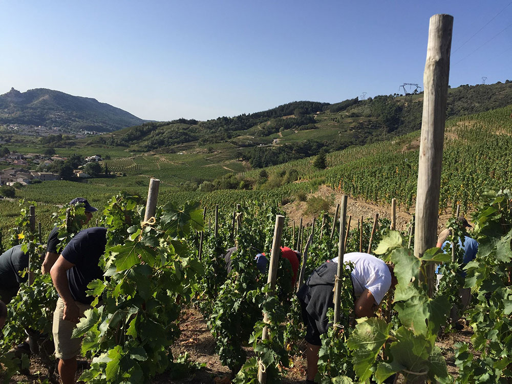 Vendanges à Cornas