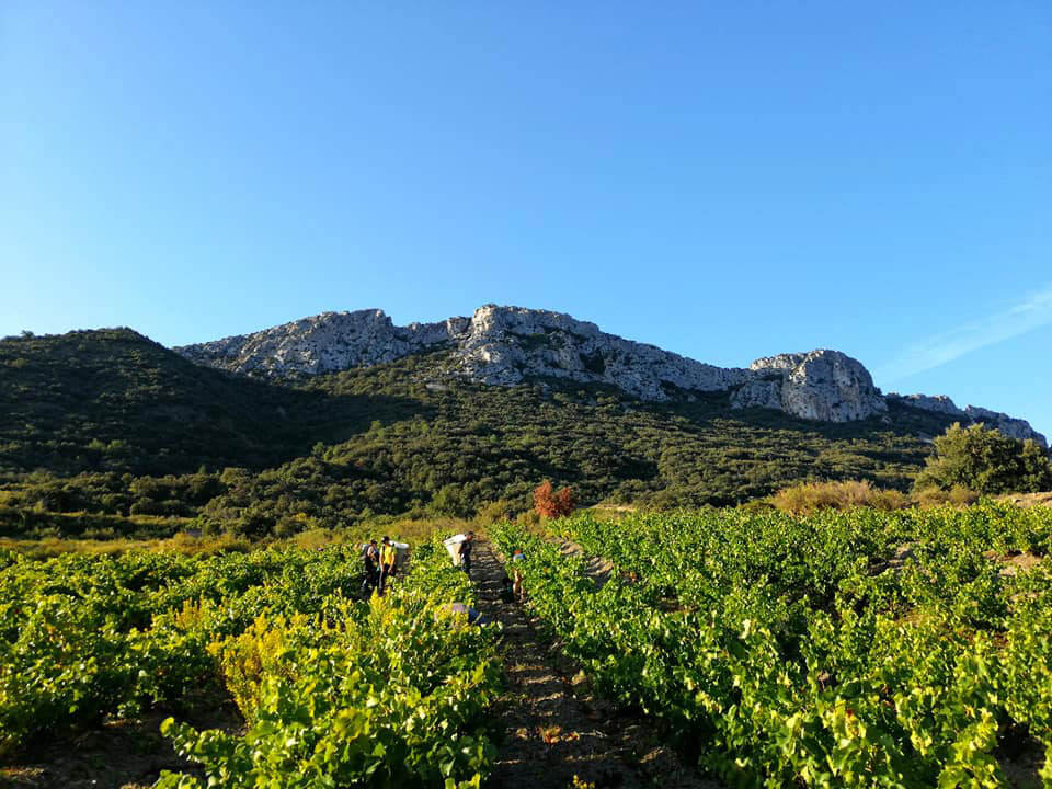 Mas Mudiglizia Vignoble au coeur des Fenouillèdes Roussillon