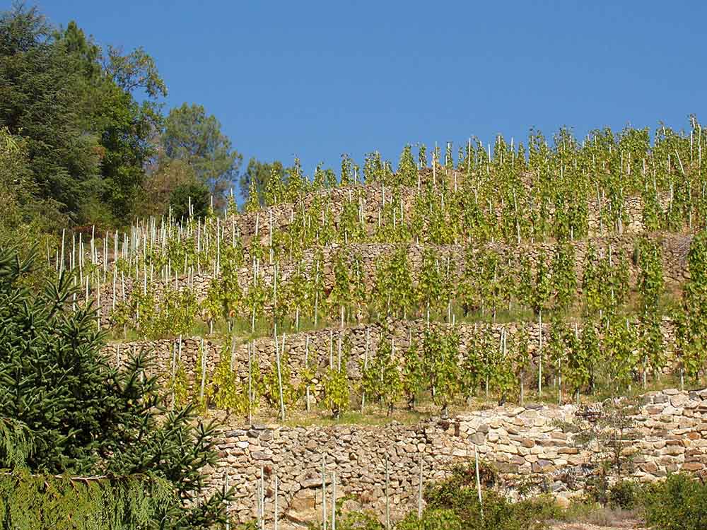 Terroir de Ste Epine AOC Saint-Joseph domaine Hervé Souhaut